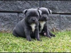 Show Stopping Kc Reg Blue Staffy Puppies