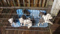 Blue pit bull puppies for sale
