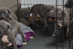 Adorable staffy puppies ready now