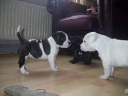 Beautiful Staffordshire Bull Terriers puppies
