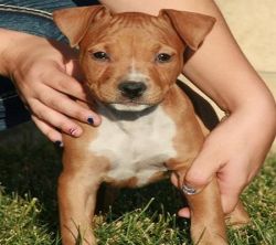 Strong Staffordshire Bull Terrier Puppies