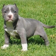 Well Trained Staffordshire Bull Terrier Puppies