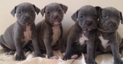 Blue Staffordshire Bull Terriers Puppies For Sale