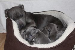 Top Quality Staffordshire bull Terrier Puppies