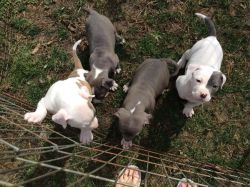 Pit bull blue pups