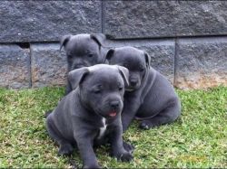 Superior Kc Reg Blue Staffy Pups