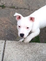 20 week old white staffy pup for sale
