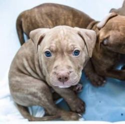 Staffordshire Terrier puppies for new homes