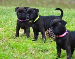 Best-trained Staffordshire Bull Terrier Puppies