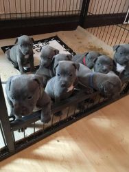 Stafford-shire Bull Terrier Puppies
