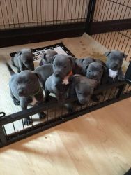 Stafford-shire Bull terrier puppies