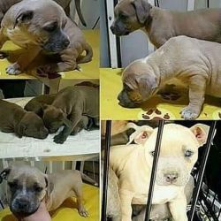 Registered American Pitbull Puppies Blue/blue Fawn
