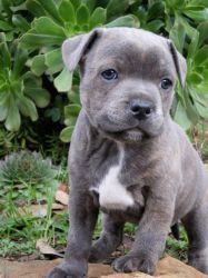 Staffordshire Bull Terrier Puppies...