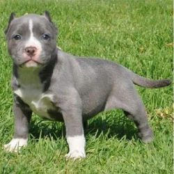 Gorgeous Staffordshire Bull Terrier Puppies