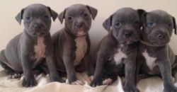 Blue Staffordshire Bull Terrier Pups