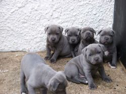 Staffordshire Bull Terrier Puppies For Sale.