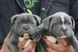 Chunky Blue Staffordshire Bull Terrier Pups
