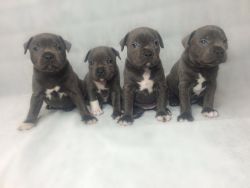 Blue staffordshire Bull terrier puppies
