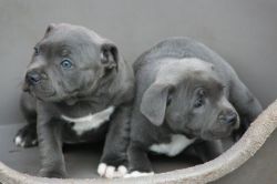 Adorable Blue Staff Puppies