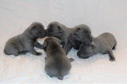 Blue Staffordshire Bull Terrier Puppies for sale