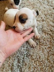 For Sale Staffordshire Bull Terrier Puppy