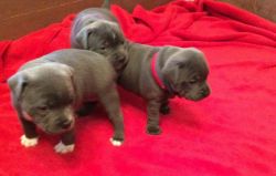 Stafford shire bull terrier puppies
