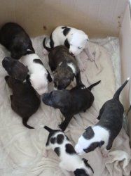 Staffordshire Bull Terrie Puppy's For Sale Lovely Litter.! -