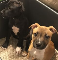 AKC Staffordshire Bull Terrier Puppies