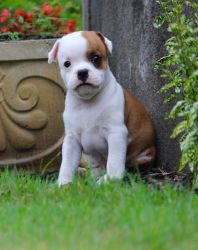Cute looking Staffordshire Bull Terrier puppies ready