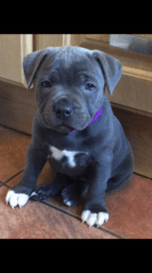 Top Quality Blue Staffordshire Bull Terriers