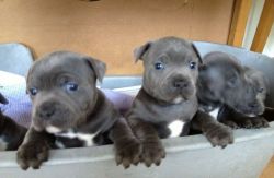 Gorgeous Blue Staffordshire Bull Terrier Puppies for Sale