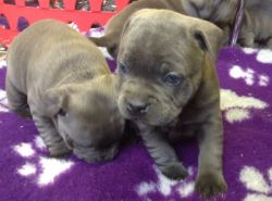 Solid Blue Staffy Puppies For Sale