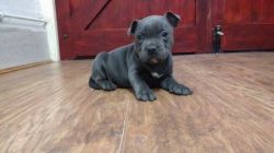 Both Staffordshire Bull Terrier Blue Pups