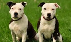 Staffordshire Bull Terrier for sale