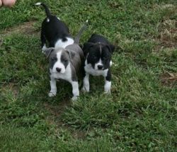 Cute American Staffordshire Terrier Puppies