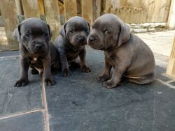 Blue Sttafy Puppies