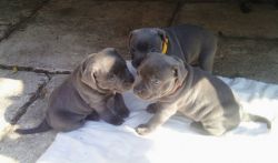 Outstanding Blue Staff Puppies