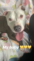 Bluenose pit bull needs a loving home !