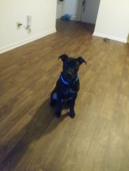 7 month Stafford Terrier