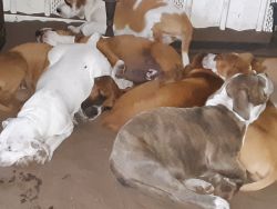 Staffordshire Terrier puppies