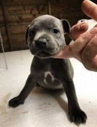 Staffordshire-bull-terrier puppies