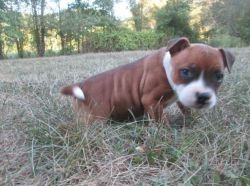 AKC Staffordshire Bull Terrier Puppies Available