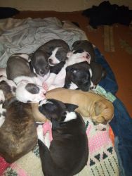 New pit bull puppies for sale!