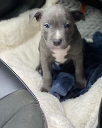 Cute Puppy For Sale