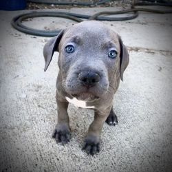 Female Blue Nose Pitbull Puppy