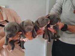 Lovely bLUE Staffordshire Bull Terrier Puppies