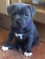 Blue Staffordshire Bull Terrier Puppies By Fully Licensed Breeders