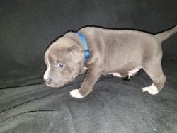 Lovely Blue Staffordshire Bull Terrier Puppies