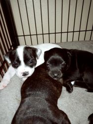 Staffordshire Bull Terrior puppies for sale