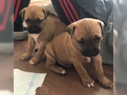 Pure Breed Stadffordshire Bull Terrier Puppies Available...
